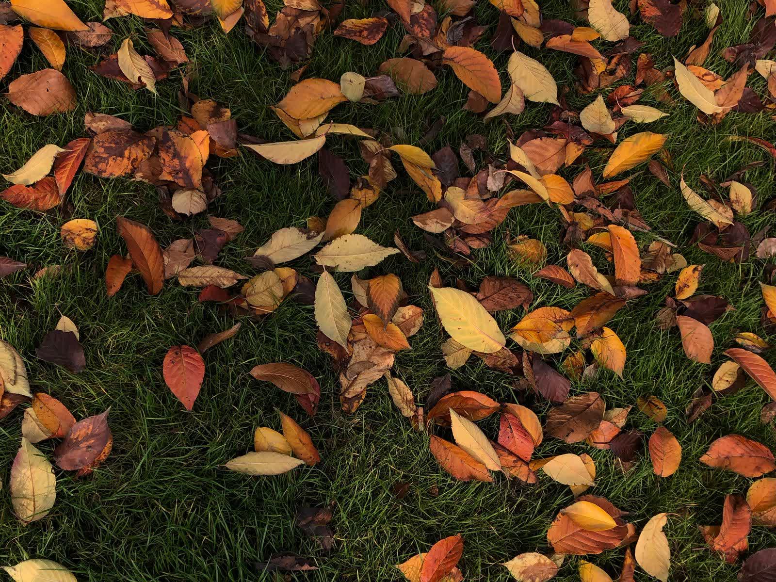Autumn leaves covering a green lawn