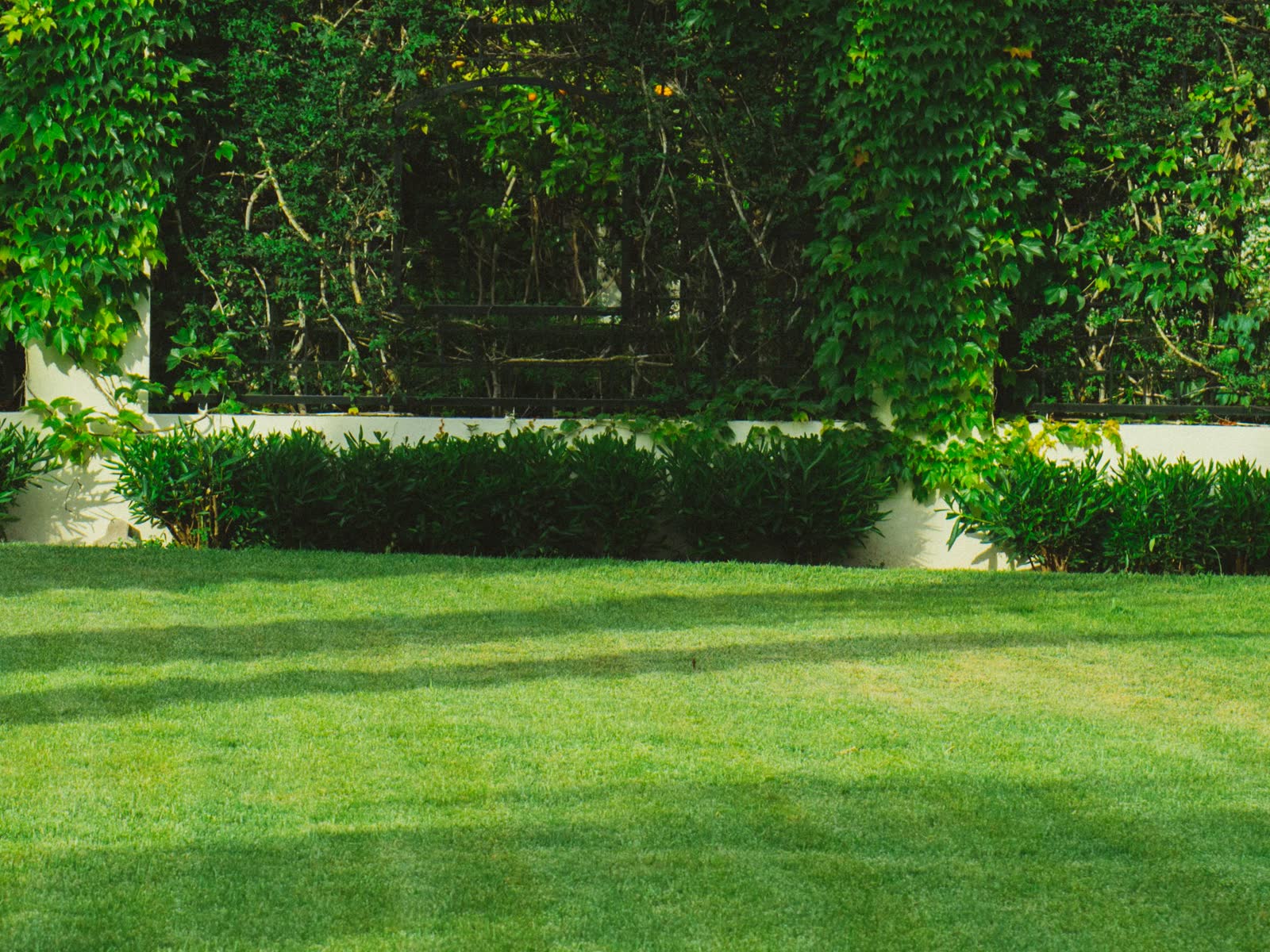 A large manicured lawn with mow bands running across it, backed by a clipped hedge and an ivy-covered wall